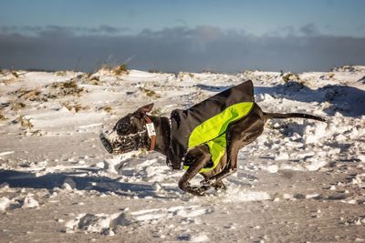 Staffordshire bull terrier running on snowy field against sky