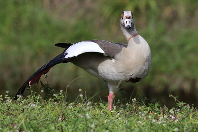 Close-up of bird on land