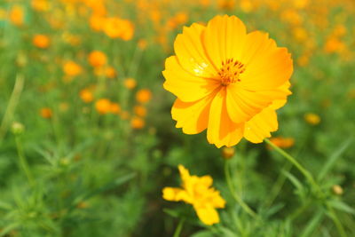 Close-up of yellow cosmos flower blooming outdoors