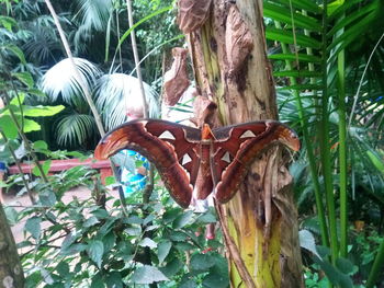 Close-up of lizard on tree trunk in forest