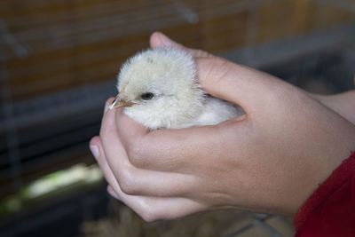 Close-up of hand holding hands