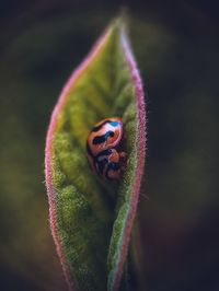 Close-up of insect on flower