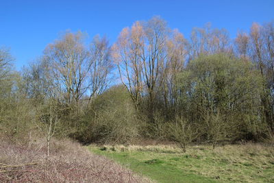 Trees on field against clear sky