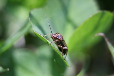 Close-up of insect on leaf