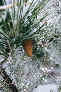 Close-up of snow on tree