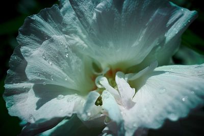 Close-up of wet flower blooming outdoors