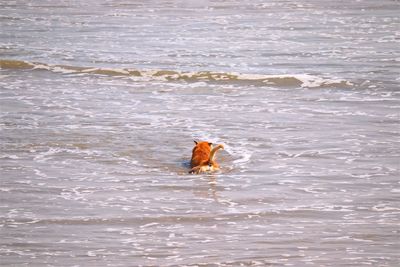 Yellow dog swimming at the beach