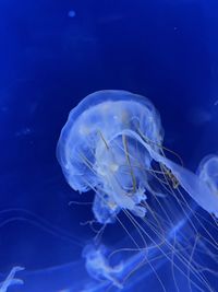 Close-up of jellyfish swimming in an aquarium