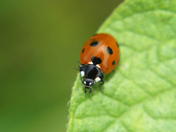 Close-up of ladybug on leaf