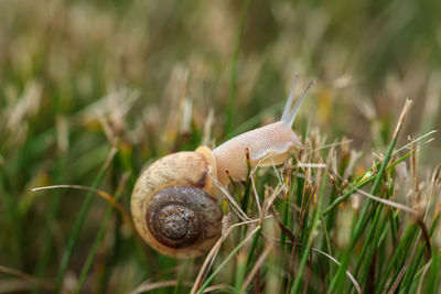 Close-up of snail on grass