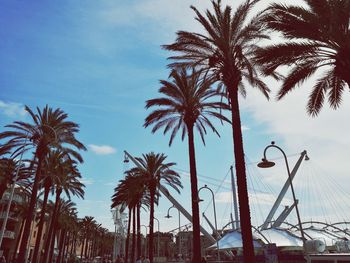 Low angle view of palm trees against sky