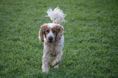 Portrait of dog on field