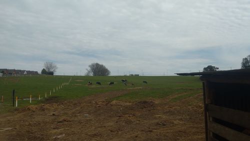 Sheep on field against sky