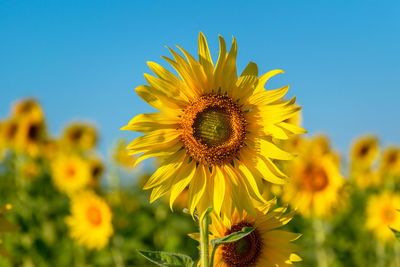 Close-up of sunflower plant against sky