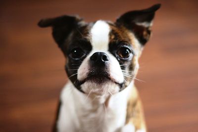 Close-up portrait of dog