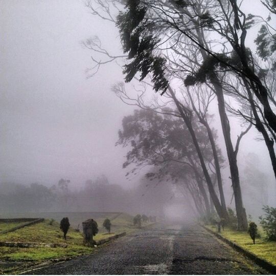 fog, the way forward, foggy, tree, road, weather, transportation, diminishing perspective, country road, tranquility, vanishing point, tranquil scene, mist, nature, sky, empty road, scenics, beauty in nature, street, empty