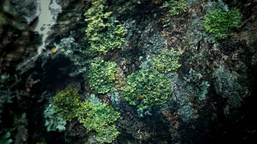 Close-up of moss growing on rock