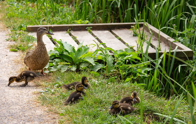 View of duck and ducklings on grass