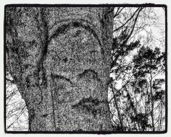 View of tree trunk