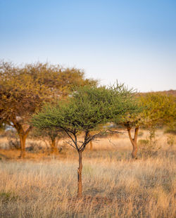 Trees on field against clear sky