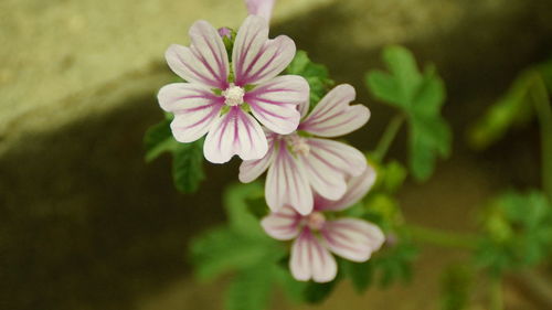 Close-up of pink flowering plant