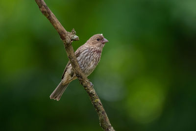 Close-up of bird perching on branch