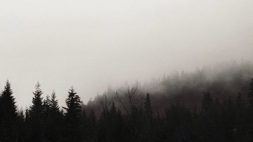 Trees in forest against sky during foggy weather