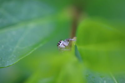 Close-up of spider on leaf