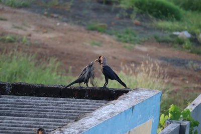 Bird perching on railing