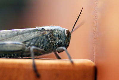 Close-up of insect