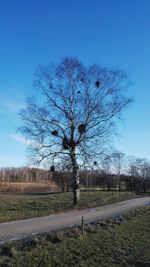 Bare tree against clear blue sky