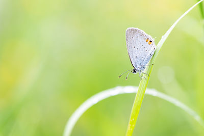 Close-up of butterfly on leaf