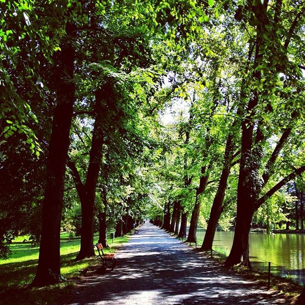 the way forward, tree, diminishing perspective, vanishing point, treelined, footpath, tranquility, growth, green color, nature, pathway, road, narrow, tranquil scene, walkway, empty, long, branch, beauty in nature, tree trunk