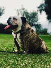 Dog looking away while sitting on field