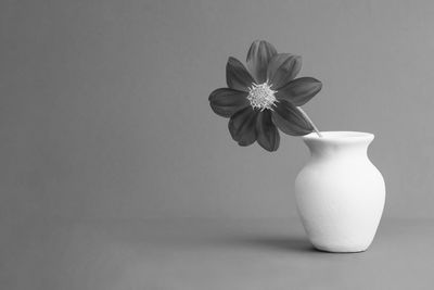 Close-up of white flower in vase