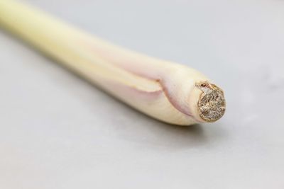 Close-up of spring onion against white background