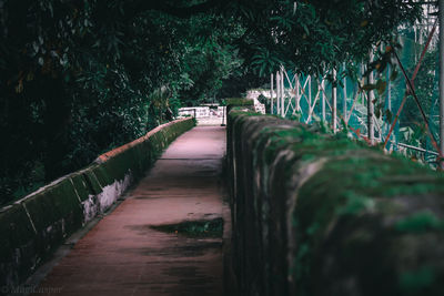 Empty footpath amidst trees