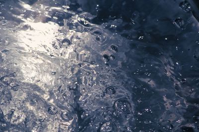 High angle view of jellyfish swimming in water