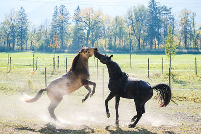 Horses in a field