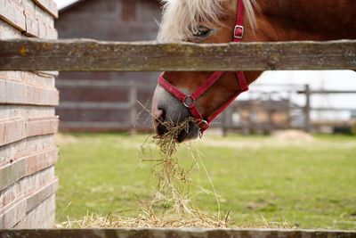 Close-up of a horse in a field