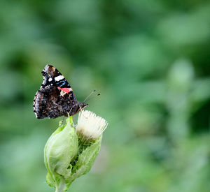 insect