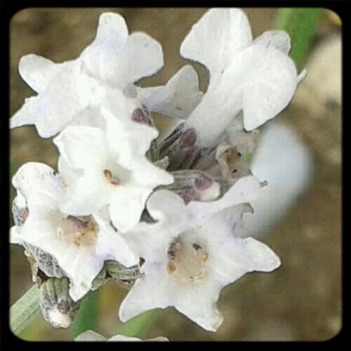 CLOSE-UP OF WHITE FLOWERS BLOOMING OUTDOORS