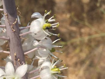 Close-up of white flowers on branch