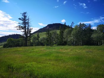 Scenic view of trees on field against sky