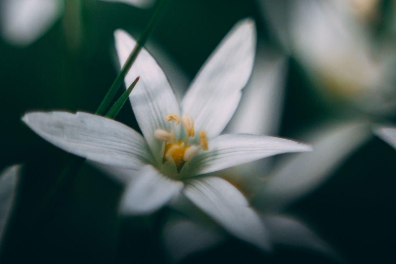 CLOSE-UP OF WHITE FLOWER