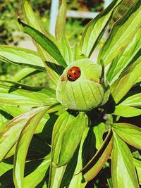 Close-up of ladybug on plant