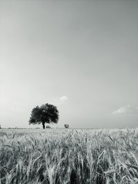 Plants growing on field against sky