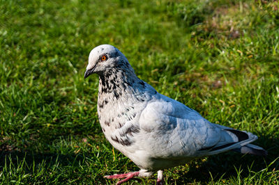 Close-up of a bird on field