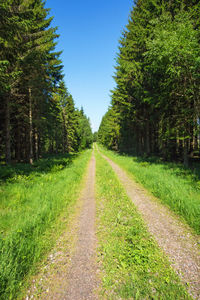 Dirt road amidst trees against sky