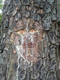 Full frame shot of tree trunk